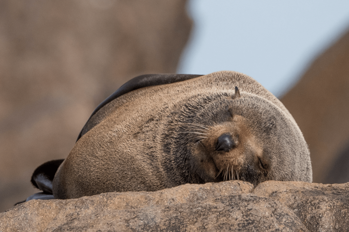 a close up of a seal