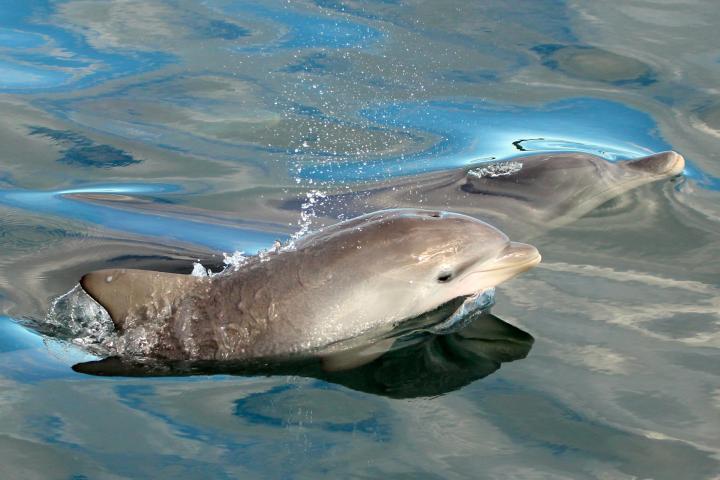 a dolphin swimming in a body of water