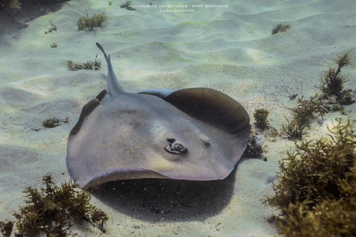 a fish swimming under water